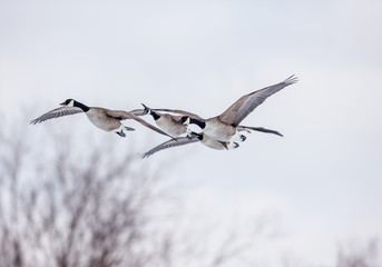 Canada geese flying in a park in Quebec, Canada.