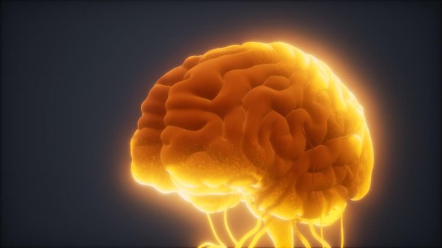 animated model of human brain