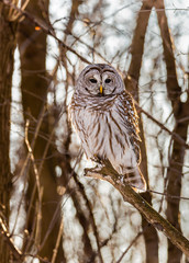 Fototapeta premium Barred owl perched in a tree in Quebec, Canada.