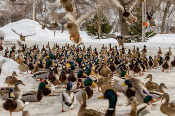 Mallards waiting to be fed in a park in Quebec, Canada.
