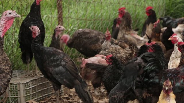Free range bred chicken from rural mexico