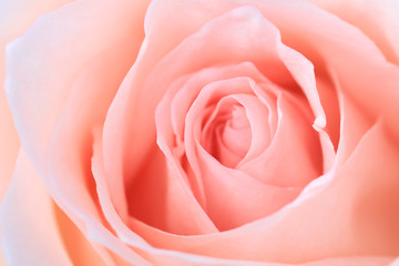 Fototapeta na wymiar Pink rose flower close up.