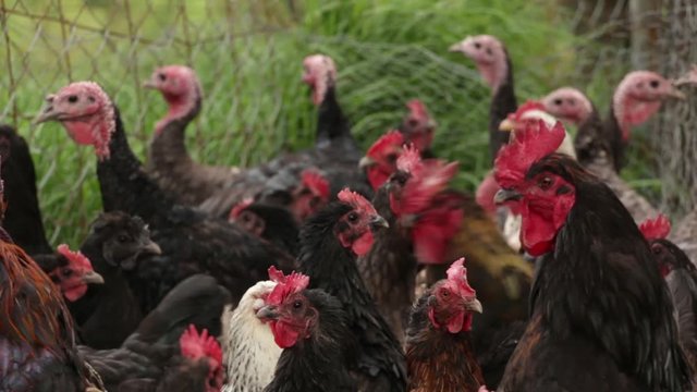 Free range bred chicken from rural mexico