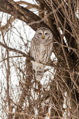 Barred owl perched in a tree in Quebec, Canada.
