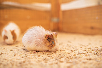 Guinea pig in a wooden cage. Photographed close-up.