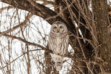 Barred owl perched in a tree in Quebec, Canada.