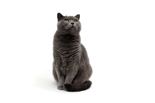 cat isolated on a white background