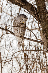 Barred owl perched in a tree in Quebec, Canada.
