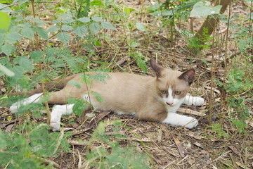 Portrait a cute brown-white kitten resting on ground while playing in jungle.