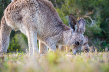 Naklejka na ściany i meble A Joey eating grass in the wild in Coombabah Queensland 