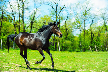 Arab racer runs on a green summer meadow