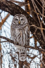 Barred owl perched in a tree in Quebec, Canada.