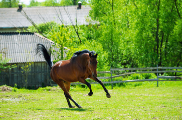 Arab racer runs on a green summer meadow