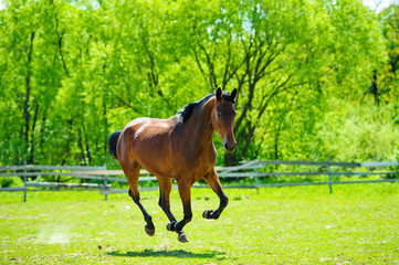 Arab racer runs on a green summer meadow