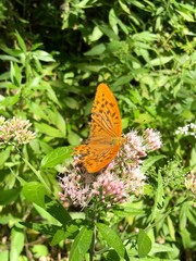 Butterfly on a flower