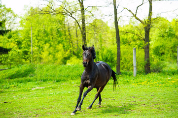 Arab racer runs on a green summer meadow