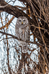 Barred owl perched in a tree in Quebec, Canada.