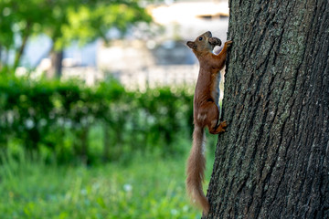 squirrel running close shot