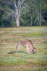 Naklejka na ściany i meble A kangaroo eating grass in the wild in Coombabah Queensland 