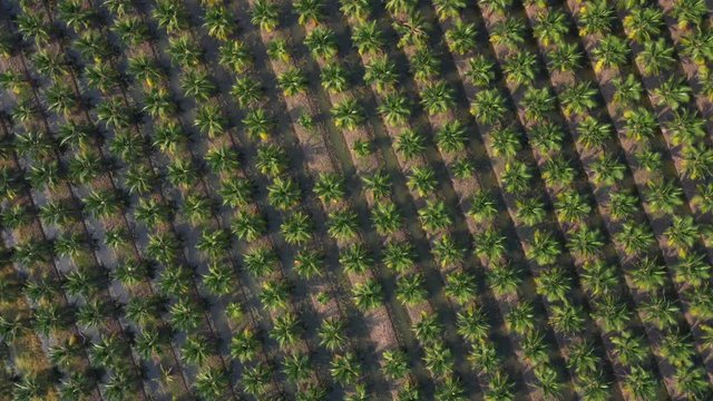 Aerial top view Plantation of sweet coconut trees, Ratchaburi, Thailand