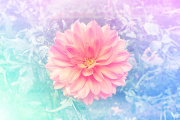 A pink dahlia flower on a blurred garden background, toned image