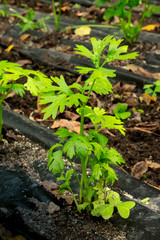 Heirloom celery beds in a vegetable garden, protected by black landscape plastic from frost