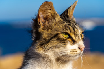 cat portrait on blue background