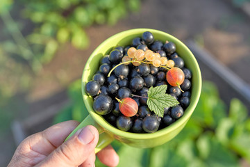 Hand holds a green mug with berries on a background of blurry beds
