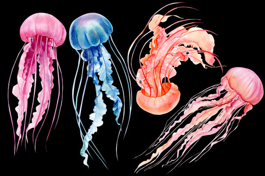 set of jellyfish on an isolated black background, watercolor illustration, hand drawing