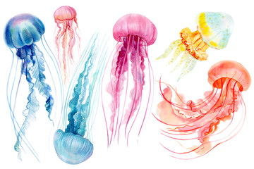 set of jellyfish on an isolated white background, watercolor illustration, hand drawing