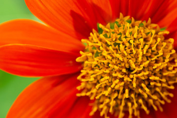 Closed up red flower