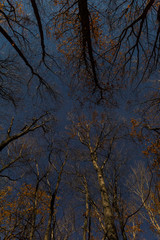 Night Autumn forest under the moonlit and starry sky