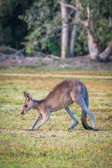 A kangaroo eating grass in the wild in Coombabah Queensland 