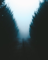 Dense fog in the middle of the forest