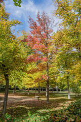 Liquidambar surrounded by trees one autumn day. Aranjuez. madrid Spain