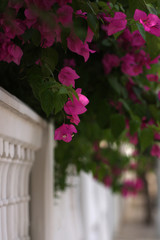 Fototapeta na wymiar Pink flowers on white fence in the street in Spain, Europe