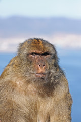 Portrait of a babrbary macaque in Gibraltar