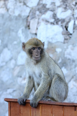 Barbary macaque in Gibraltar