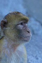 Barbary macaque 