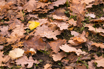 Natural leafy background. Fallen leaves of deciduous trees lie carpet on the ground