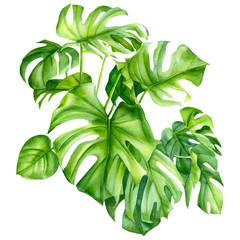 Watercolor hand drawn illustration. Green monstera leaf isolated on white background.