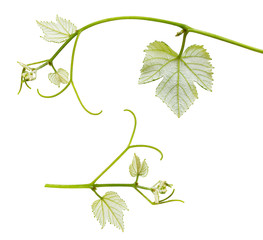 branch with green leaves isolated on white