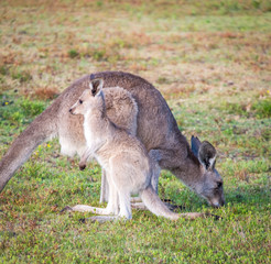Naklejka na ściany i meble A kangaroo and joey in the wild in Coombabah Queensland 
