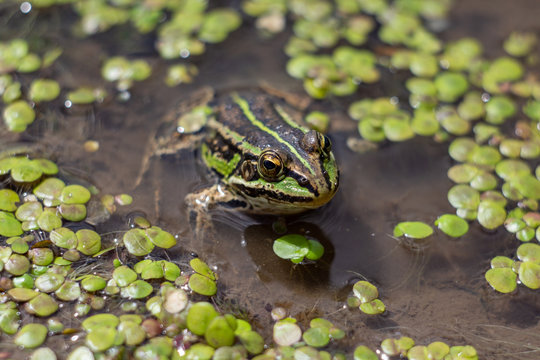 Amphibian in water with duckweed. Green frog in the pond. (Rana esculenta) Macro photo. looking at the camera