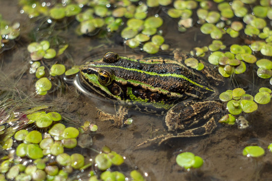 Amphibian in water with duckweed. Green frog in the pond. (Rana esculenta) Macro photo.