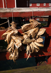 Dried codfish in the Nusfjord village , flakstadoya Island , Lofoten , Norway