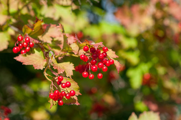 Ripe viburnum berries  on a branch close-up on a sunny day