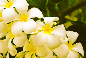 Fototapeta na wymiar White Plumeria flowers in the morning garden,Plumeria flowers are grown in Thailand.