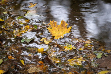 Feuilles d'automne dans un ruisseau