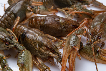 Crayfish. Fresh crayfish on a table in a rustic style, close-up. Lobster closeup